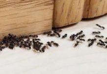 გათავისუფლდით ჭიანჭველებისგან ერთ ღამეში! ეფექტურია…