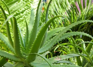 ალოე ვერა – მცენარე, რომელიც ყველა ჩვენგანის ოჯახში უნდა იყოს. ნახეთ რა სასარგებლო თვისებები აქვს.