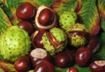 ნახეთ რის სამკურნალოდ შეგიძლიათ გამოიყენოთ ცხენისწაბლი