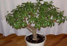 ის თუ იცოდით, რომ ბარაქის ხეს შეუძლია თქვენი ჯანმრთელობის 10 პრობლემის მოგვარება