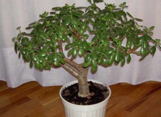 ის თუ იცოდით, რომ  ბარაქის ხეს შეუძლია თქვენი  ჯანმრთელობის 10 პრობლემის მოგვარება