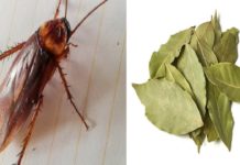 თუ ამ ფოთოლს ბაღში ან სამზარეულოში დააწყობთ, ტარაკნებს სამუდამოდ დაივიწყებთ!