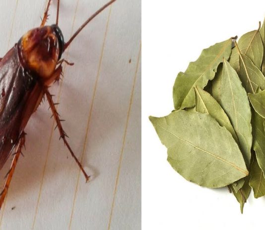 თუ ამ ფოთოლს ბაღში ან სამზარეულოში დააწყობთ, ტარაკნებს სამუდამოდ დაივიწყებთ!