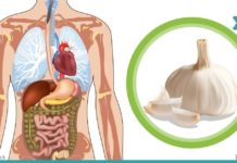 აი რა ხდება, როდესაც დილით უზმოზე ნიორს ჭამთ! ყველაფერი ამ პროდუქტის შესახებ