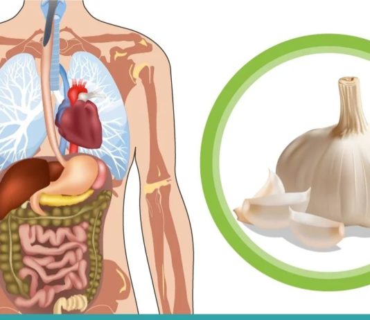 აი რა ხდება, როდესაც დილით უზმოზე ნიორს ჭამთ! ყველაფერი ამ პროდუქტის შესახებ