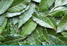 ის, რაც აქამდე არ იცოდით-დაფნის ფოთლის საოცარი თვისებები