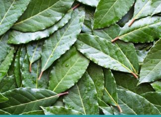 ის, რაც აქამდე არ იცოდით-დაფნის ფოთლის საოცარი თვისებები