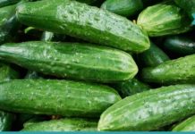 აი რატომ უნდა გქონდეთ სახლში ძალიან ბევრი კიტრი! საინტერესოა…