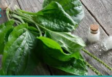 5 საინტერესო ფაქტი მრავალძარღვას გამოყენებაზე – ჯადოსნური მცენარეა!