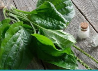 5 საინტერესო ფაქტი მრავალძარღვას გამოყენებაზე – ჯადოსნური მცენარეა!