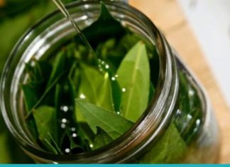 ამ ფოთლების წყალობით სამუდამოდ დაემშვიდობებით ვარიკოზულ ვენებსა და მეხსიერებასთან დაკავშორებულ პრობლემებს