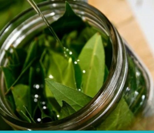 ამ ფოთლების წყალობით სამუდამოდ დაემშვიდობებით ვარიკოზულ ვენებსა და მეხსიერებასთან დაკავშორებულ პრობლემებს