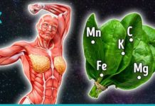 მცენარე, “რომელსაც ღმერთის საჩუქარს” უწოდებენ. მას შეუძლია 100-ზე მეტი დაავადების განკურნება!