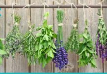 4 სასარგებლო მწვანილი თქვენი ჯანმრთელობისთვის