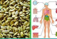 აი, ასე უნდა მიირთვათ გოგრის თესლი, რომ შეამციროთ პარაზიტები, ქოლესტერინი, დიაბეტი და სხვადასხვა დაავადებები.