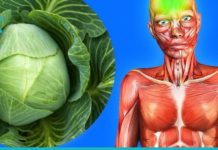 კომბოსტოს სარგებელი ჯანმრთელობისთვის. თურმე რამდენი სამკურნალო თვისება ჰქონია