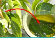 ებრძოლეთ დიაბეტს მედიკამენტების გარეშე! ეს ბუნებრივი საშუალება დაგეხმარებათ ამაში