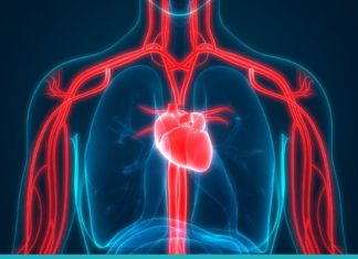 როგორ გავაძლიეროთ გული და სისხლძარღვები?