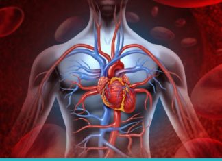 5 მცენარე, რომლებიც აუმჯობესებს სისხლის მიმოქცევას