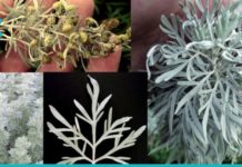 აბზინდას უნიკალური სამკურნალო თვისებები