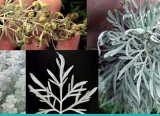 აბზინდას უნიკალური სამკურნალო თვისებები