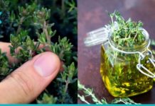 ეს კოქტეილი სამუდამოდ მოგიხსნით თავბრუსხვევას და ქრონიკულ დაღლილობას, დაგავიწყებთ ართრიტს და ფარისებრი ჯირკვლის პრობლემებს