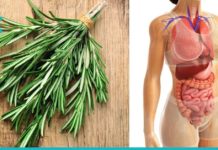 10 მიზეზი თუ რატომ უნდა მიიღოთ როზმარინი ყოველდღე