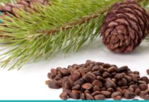 თქვენს წინაშეა კედარის (ფიჭვის) კაკალის სამკურნალო თვისებები