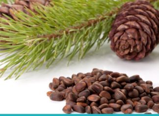 თქვენს წინაშეა კედარის (ფიჭვის) კაკალის სამკურნალო თვისებები