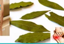 დაფნის ფოთლები ვარიკოზისა და სახსრების ტკივილისგან გაგკურნავთ!