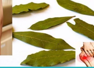 დაფნის ფოთლები ვარიკოზისა და სახსრების ტკივილისგან გაგკურნავთ!