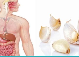 აი, რატომ უნდა მიიღოთ ნიორი უზმოზე. ამის შესახებ ყველამ უნდა იცოდეს!