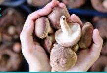 საოცარი სარგებელი, რაც სოკოს ჩვენი ორგანიზმისთვის მოაქვს