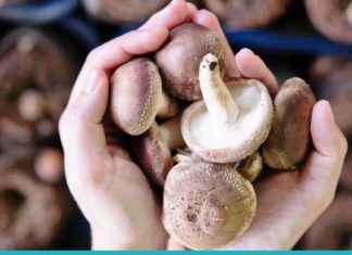 საოცარი სარგებელი, რაც სოკოს ჩვენი ორგანიზმისთვის მოაქვს