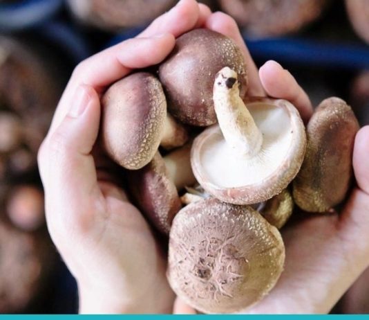 საოცარი სარგებელი, რაც სოკოს ჩვენი ორგანიზმისთვის მოაქვს