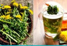 ბაბუაწვერა- უნივერსალური მკურნალი საშუალება!