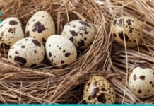 მწყერის კვერცხის ფასდაუდებელი თვისებები თქვენი ჯანმრთელობისთვის