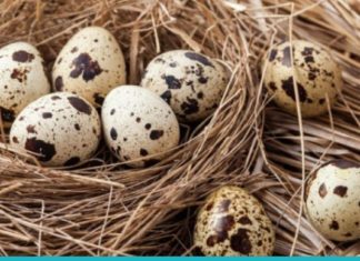 მწყერის კვერცხის ფასდაუდებელი თვისებები თქვენი ჯანმრთელობისთვის