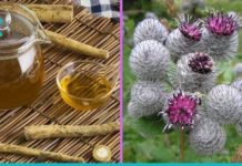 Ბურდოკის წვენით მკურნალობა ძველი დადასტურებული საშუალებაა