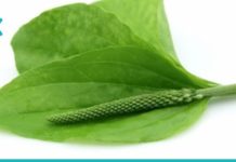 5 საინტერესო ფაქტი მრავალძარღვას გამოყენებაზე – ჯადოსნური მცენარეა!