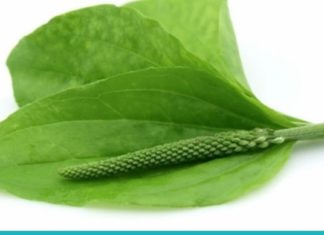 5 საინტერესო ფაქტი მრავალძარღვას გამოყენებაზე – ჯადოსნური მცენარეა!