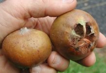 გამოიყენეთ ზღმარტლი ამ პრობლემების სამკურნალოდ