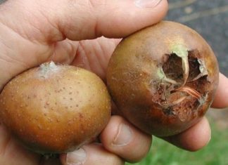 გამოიყენეთ ზღმარტლი ამ პრობლემების სამკურნალოდ