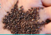 რას კურნავს მარშმალოუს ფესვი?