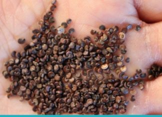 რას კურნავს მარშმალოუს ფესვი?