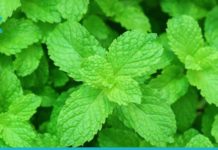 Პიტნის ფასდაუდებელი სარგებელი თქვენი ჯანმრთელობისთვის