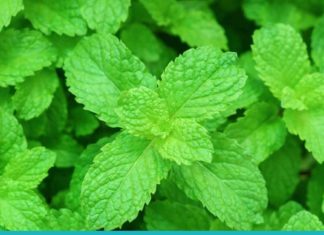 Პიტნის ფასდაუდებელი სარგებელი თქვენი ჯანმრთელობისთვის