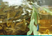 აქ მოცემულია 3 რეცეპტი, რომლებიც აუცილებელია კანისა და მთლიანი ორგანიზმის გასაჯანსაღებლად