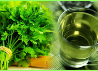 ოხრახუშის გასაოცარი რეცეპტები გულისა და სისხლძარღვებისთვის. ეს თქვენ გჭირდებათ!