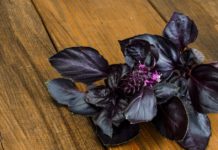 5 ბუნებრივი ანტიბიოტიკი, რომლებიც მუდამ უნდა გქონდეთ სახლში